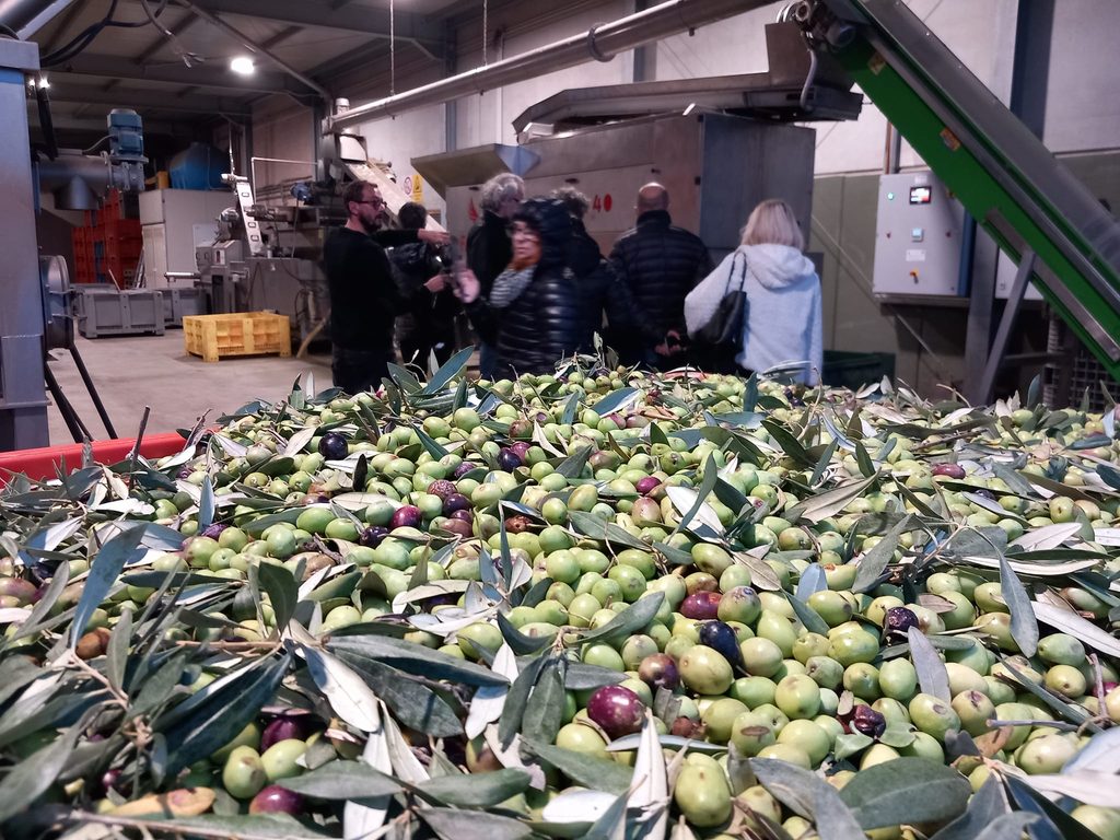 Raccolta e molitura olive in frantoio per la produzione di olio extravergine d'oliva