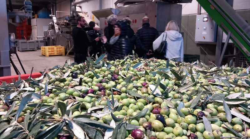 Raccolta e molitura olive in frantoio per la produzione di olio extravergine d'oliva
